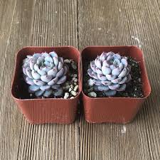 Image result for Humularia minima