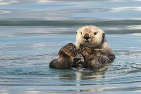 Their skeletal structure and musculature make them better suited to terrestrial movement than sea otters are. Sea Otter Facts