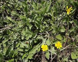 Image result for Haplocarpha scaposa