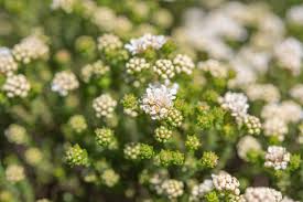 Image result for Selaginella imbricata