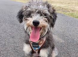 Maybe you would like to learn more about one of these? More Than 50 Of The Best Poodle Mix Dogs K9 Web