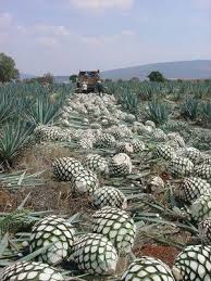 But we can see where people probably got confused. Agave Harvest 21 Missions Agave Jalisco Mexico Mexico Travel Mexico Jalisco