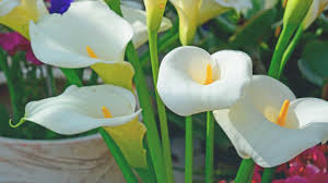 Just because it's amiable enough to live in a bowl or on a. The Best Air Purifying Plants