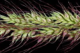 Image result for Echinochloa crus-pavonis