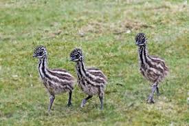 Check out our emu baby selection for the very best in unique or custom, handmade pieces from our shops. Three Emu Chicks Take A Stroll With Dad At Berlin Zoo Zooborns