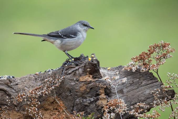 Northern Mockingbird - American Bird Conservancy