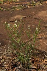 Image result for Kyphocarpa