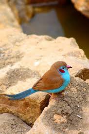 Small Yellow Bird With Red Cheeks Pretty Little Bird Animals Animals Beautiful Beautiful Birds