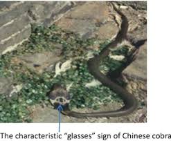 Image result for Embelia welwitschii