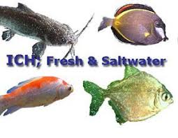 Aquarium Ich Disease Ichthyophthirius Multifilis Cryptocaryon Aquarium Water Treatments Aquarium Freshwater Aquarium Fish