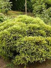 Its foliage darkens to a rusty red tint in the winter months. Cryptomeria Japonica Globosa Nana Fur Einen Kubel Als Solitar Oder Mit Anderen Pflanzen Kombinieren Fragen Bilder Pflanz Und Pflegeanleitungen Rund Um Das Thema Gartenpflanzen
