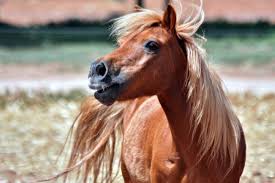 See full list on petkeen.com Shetland Pony Facts Lifespan Behavior Care Guide With Pictures