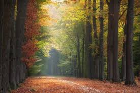 Amazinglybeautifulphotography Autumn Morning Light Doetinchem Netherlands 6000x4000 Oc Ingmvr Morning Light Mystical Places Beautiful Images Nature