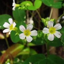 Image result for Oxalis barrelieri