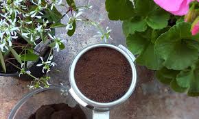 The coffee grounds need to be very fine, like the texture of sand, because the water comes into contact with them for a shorter period of time. How To Recycle Coffee Grounds For Gardening