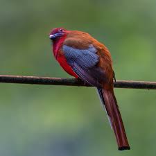 Image result for Blotiella crenata