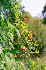 Image result for Ipomoea hederifolia