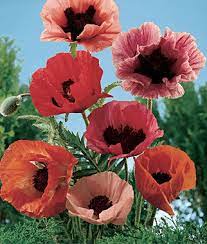 Poppy Oriental Poppy Mix Large Flowers Most Beautiful Flowers Planting Flowers