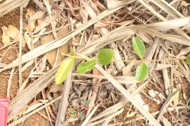 Image result for Ancylobothrys