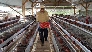 Untuk memenuhi kebutuhan hidupnya, manusia melakukan berbagai kegiatan ekonomi agar mendapatkan uang. Dari Telur Menetas Ekonomi Produktif Kumparan Com