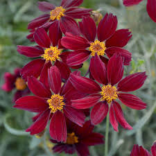 Image result for Oxyanthus latifolius