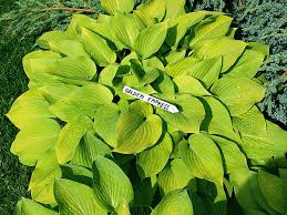 The dress code at golden empress garden is casual dress. Hosta Photo Library