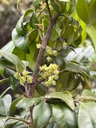 Image result for Zanthoxylum lindense