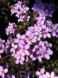 Image result for Arabis alpina