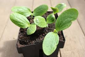 How to grow great zucchini in your garden even if you are a beginner! Zucchini Pod Easy Edible Gardening
