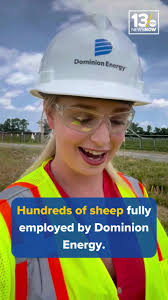 🐑Hundreds of sheep now call Hampton Roads home thanks to Dominion Energy!  Following a successful pilot program, the utility company hired shepherds  with Gray's LAMBscaping to graze two solar farms in ...