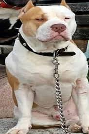 Internet Traffic Payment Adli Kullanicinin Pitbull Ailesi Panosundaki Pin Pitbull