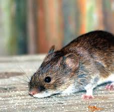 Maybe you would like to learn more about one of these? Gefahrliche Erreger Starker Anstieg Von Hantavirus Infektionen Welt