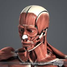 Male Female Anatomy Body 3d Max Female Anatomy Human Anatomy Model Body Anatomy