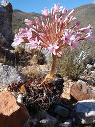 Image result for Brunsvigia