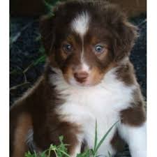 They are born and raised in the house where they are around other dogs. Little Ranch Dogs Miniature Australian Shepherd Breeder In Brenham Texas