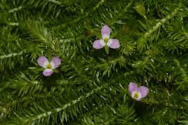 Image result for Mayacaceae