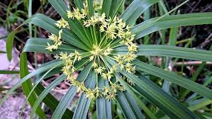 Image result for Cyperus amauropus
