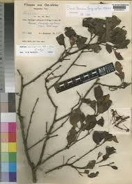 Image result for Oncella curviramea