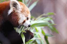 With 93 cubs born since 1978, it is the red panda capital of the western hemisphere. Throwback Thursday Red Pandas At The Zoo Potter Park Zoo
