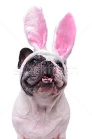 French bulldog breeder listing service. Panting French Bulldog Wearing Easter Bunny Ears Looks Up Stock Photo C Feedough 8887559 Stockfresh