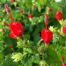 Ad short annuals at their base to help keep roots cool. Neil Sperry Turk S Cap Is A Great Texas Native Plant For Your San Antonio Garden