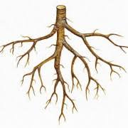 Bau Und Funktion Der Wurzel In Biologie Schulerlexikon Lernhelfer Hier finden sie zahlreiche kostenlose arbeitsblätter und unterrichtsmaterialien für das fach biologie in der sekundarstufe i und 2. bau und funktion der wurzel in biologie