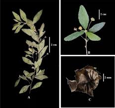 Image result for Sida javensis