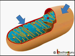 These charged molecules combine with oxygen and produce atp molecules. à¤• à¤¶ à¤• Cell Organelle What Is Mitochondria Structure And Function In Hindi Youtube
