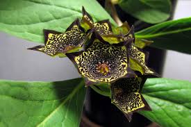 Image result for Ceropegia buchananii