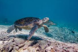 Beachfront lighting causes hatchlings to mistake the artificial light for their true destination. Gbrmpa Marine Turtles