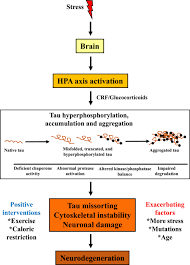Dịch vụ đăng kiểm tàu biển thành tích của classnk. Tauopathy And Neurodegeneration A Role For Stress Sciencedirect