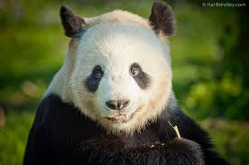 Image result for Panda oleosa