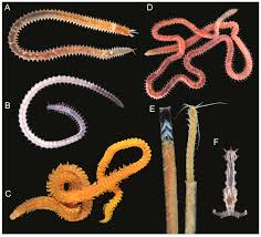 Désigne un côté du corps. Diversity Free Full Text The Current State Of Eunicida Annelida Systematics And Biodiversity Html