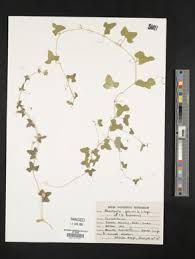 Image result for Bambekea racemosa